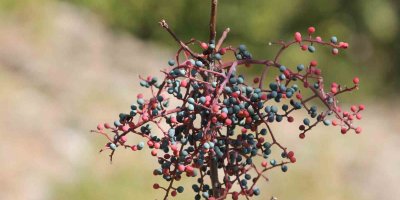 Adana’da “Menengiç” hasadı başladı