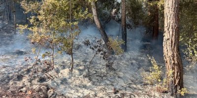 Adana’daki iki orman yangınından biri kontrol altına alındı
