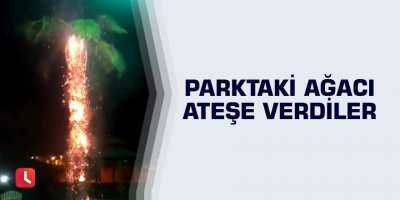 Parktaki ağacı ateşe verdiler