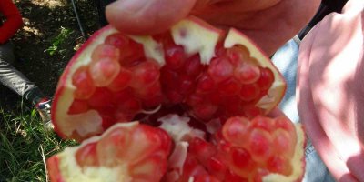 Tescilli Kuytucak narında hasat başladı