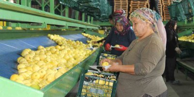 Almanya’nın limonu Kozan’dan
