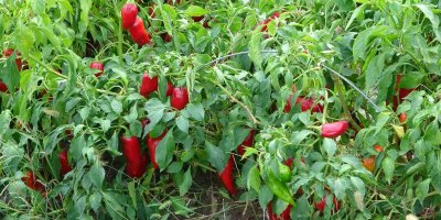 Adana'da salçalık biberin kilosu tarlada 5 TL’ye kadar düştü