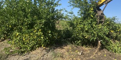 Adana’da kilosu 50 kuruşa düşen limon ağaçları sökülüyor