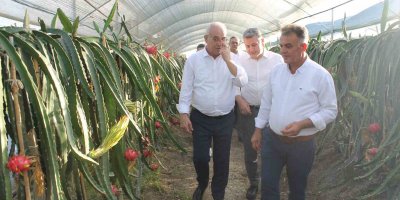 Narenciyenin merkezinde tropik ürün yetiştirdi, şimdi taleplere yetişemiyor