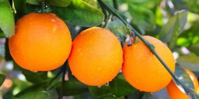 Adana'da 6 meslek kuruluşundan turunçgil ihracatına destek açıklaması