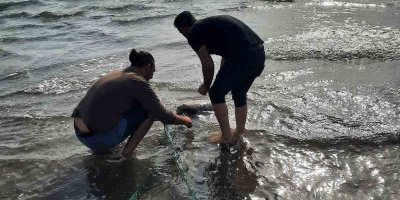 Adana'da kaçak ağa takılan deniz kaplumbağası kurtarıldı