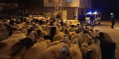 Yüzlerce koyun gece saatlerinde Adana'ya giriş yaptı