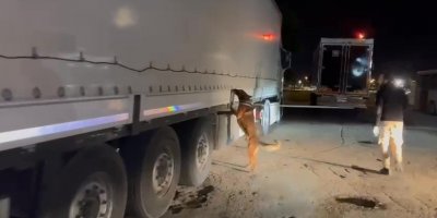 Tekstil eşyası yüklü tırda 64 kilogram skunk ele geçirildi