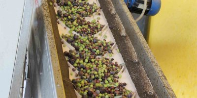 Zeytini kuraklık vurdu