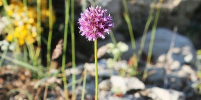 Adana'da keşfettiği bitkiye babasının adını verdi