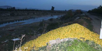 Adana'da tonlarca limon dere yatağına döküldü