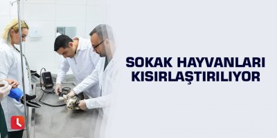 Sokak hayvanları kısırlaştırılıyor