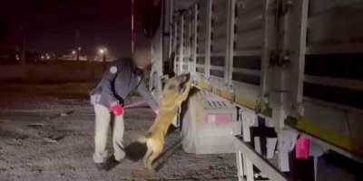 Küçükbaş hayvan yüklü tırın kasasından 122 kilo ‘skunk’ ele geçirildi