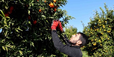 Adana’da mandalina yüz güldürüyor