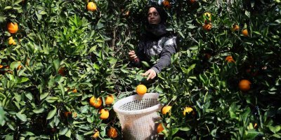 Adana’da yetişen portakallar dünyanın dört bir yanına ihraç ediliyor