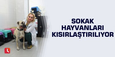 Sokak hayvanları kısırlaştırılıyor