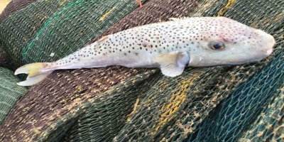 Doç. Dr. Ali Rıza Köşker: "Balon balığı yiyerek hayatınızla ‘Rus ruleti’ oynamayın”