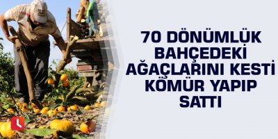 70 dönümlük bahçedeki ağaçlarını kesti kömür yapıp sattı