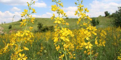 Sarı kantaron kanser hastalarına yaramıyor