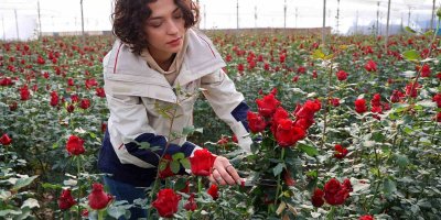 Adana'da hasat ediliyor: Dönüm başı 60 bin lira kazandırıyor... Kırmızı altın tarlası!