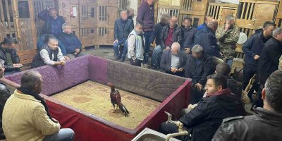 Adana'da horoz dövüşüne polis baskını: 32 kişiye rekor ceza