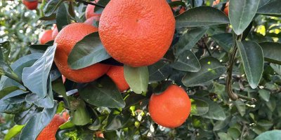 Adana mandalinası dünya mutfağını süslüyor