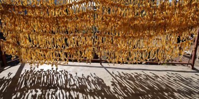 Meyvesi yüz güldürmedi kabuğu altın oldu