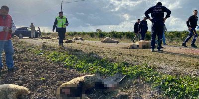 Otomobil koyun sürüsüne daldı 50 hayvan telef oldu