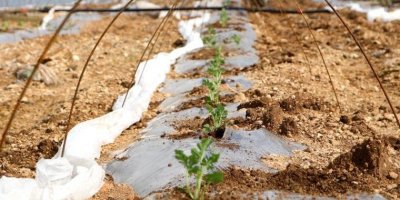 Adana'da fideler toprakla buluştu! Mayıs ayında sofralarda olacak... Kilosu 5 lira