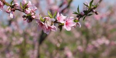 O haber Adana'dan da geldi! Mart sonu bekleniyordu...