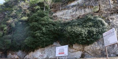 4 bin yıllık sarmaşık görenleri mest ediyor