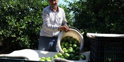 Adanalı çiftçiler yeşillenme hastalığına karşı teyakkuzda