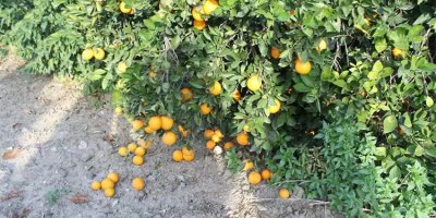 TZOB: Narenciye bahçeleri yazlık evlere dönüşebilir