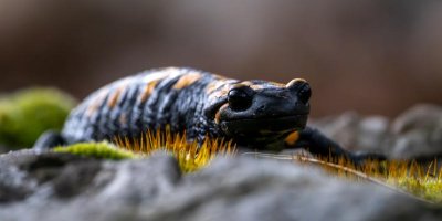 Adana'da "lekeli semender" görüldü
