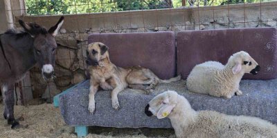 Yüzde 70’i engelli 254 sokak hayvanına yuva kurdu