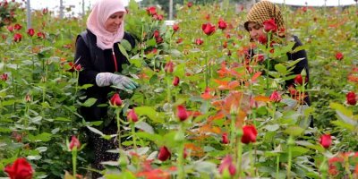 Adana'da hasat ediliyor: Dönüm başı 60 bin lira kazandırıyor
