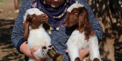 Adana yetiştiricisine 76 milyon TL destek