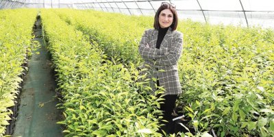 Çukurova’da gen bahçesinde “avokado” yetişecek