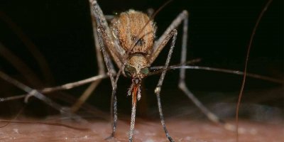 Adanalıları bekleyen sinek tehlikesi