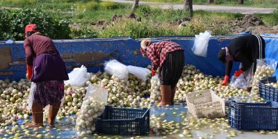 Adana’da yetişen turp, pırasa ve ıspanaklar deprem bölgesi Malatya’dan talep görüyor