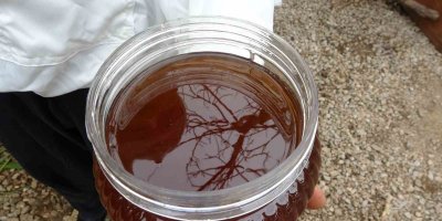 "Mezla balı" Avrupa’da derece hedefliyor