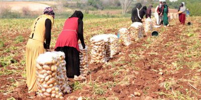 Adana’da turfanda patates hasadı başladı
