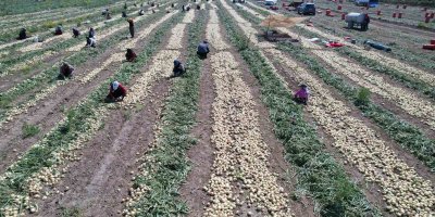 Adana’da turfanda soğan hasadı başladı