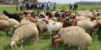 Ovadaki meralarda otlatma sezonu başladı