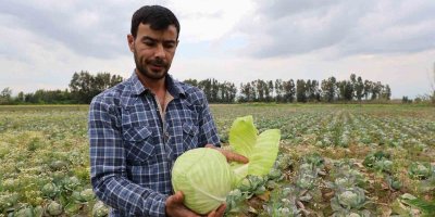 Tarlada kalan lahanayı ücretsiz dağıtıyor