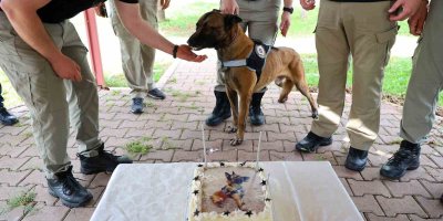 Narkotik köpeği Hulk’un 7’nci yaş günü pasta kesilerek kutlandı