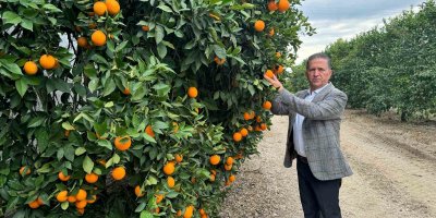 Nisan’da portakal çiçeği kokan Çukurova, narenciye üretiminde Türkiye birincisi
