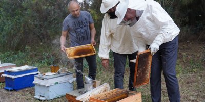 Adana'da bal hasadı başladı