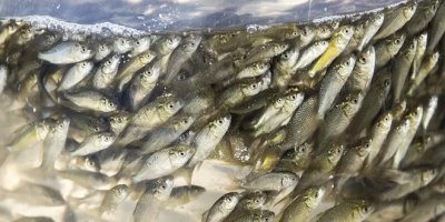 Adana'da yavru sazan üretimi için sağıma başlandı