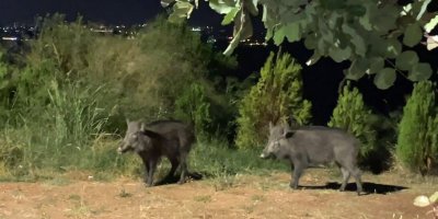 Çukurova Üniversitesinde domuz tedirginliği